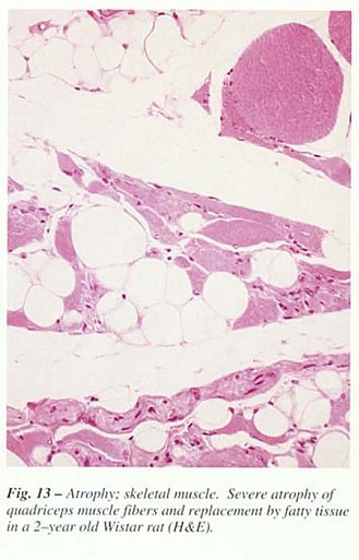Fig43.jpg