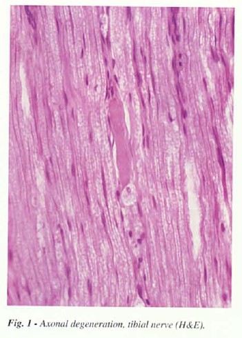 fig1.jpg