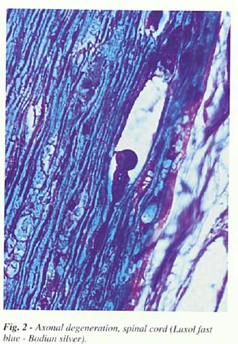 fig2.jpg