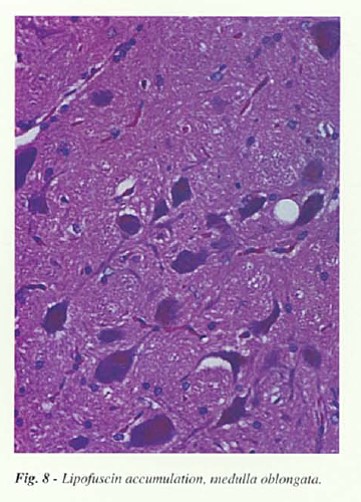 fig8.jpg