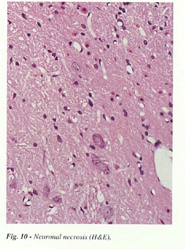fig10.jpg