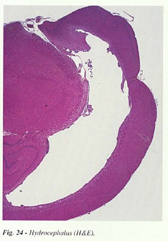 fig24.jpg