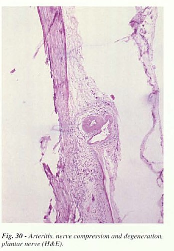 fig30.jpg
