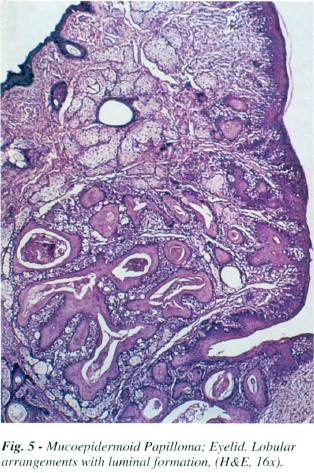 fig5.jpg
