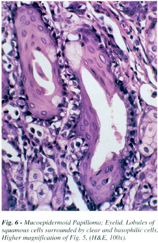 fig6.jpg