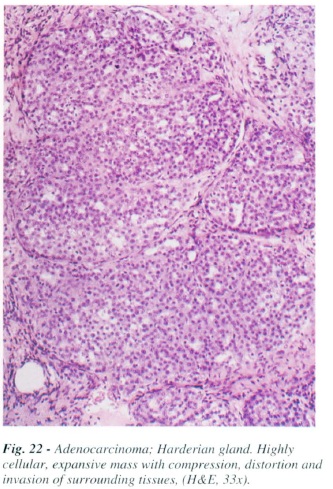 fig22.jpg