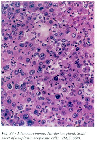 fig23.jpg