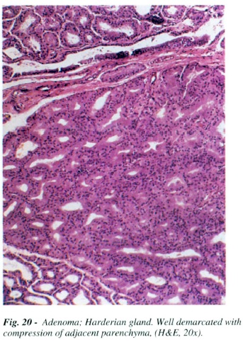 fig20.jpg