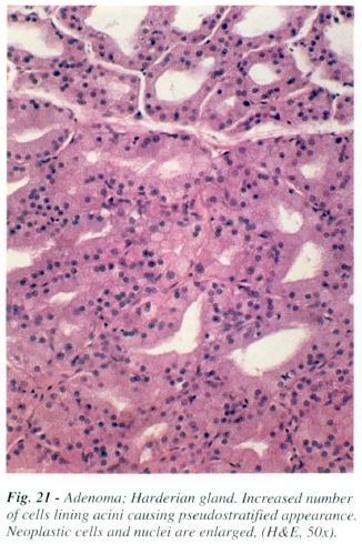 fig21.jpg