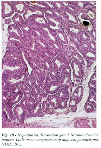 fig18.jpg