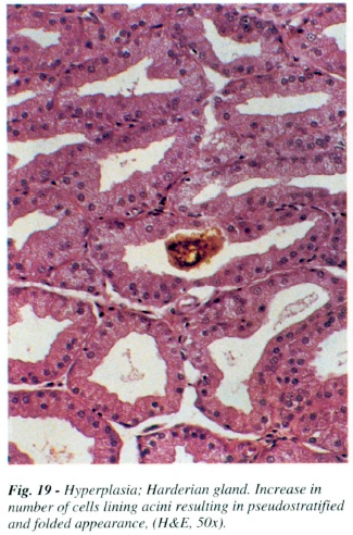 fig19.jpg