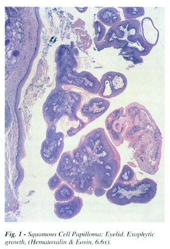 fig1.jpg