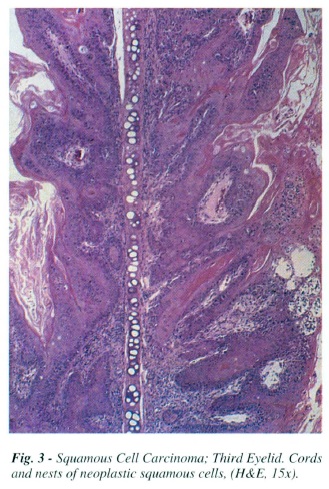 fig3.jpg