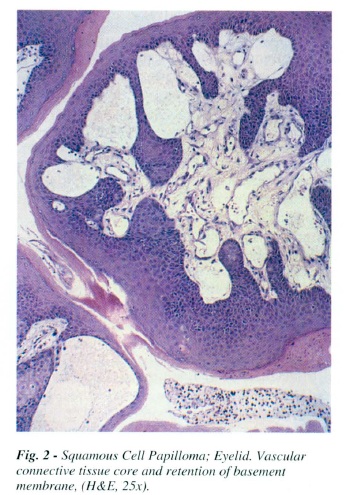 fig2.jpg