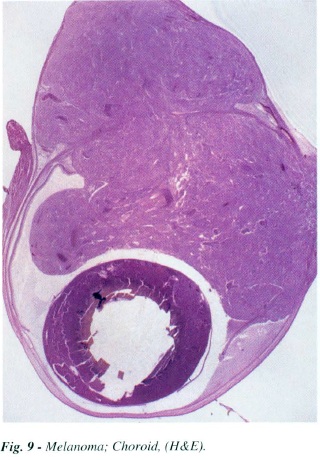 fig9.jpg