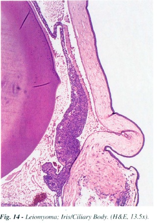 fig14.jpg