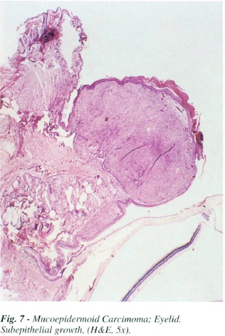 fig7.jpg